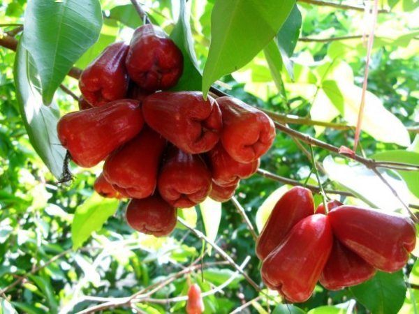 tac-dung-khong-ngo-tu-thanh-phan-dinh-duong-qua-man-1