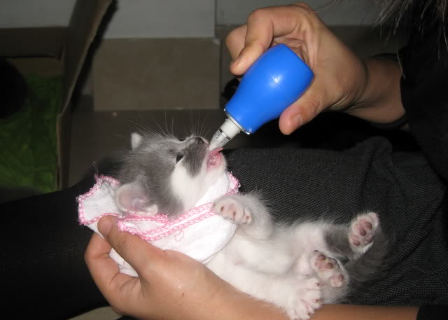 Kinh nghiệm lựa chọn sữa và cách dùng sữa cho mèo con