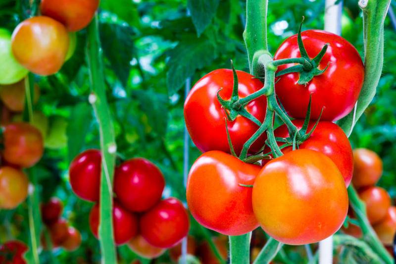 Phương pháp giảm cân với cà chua