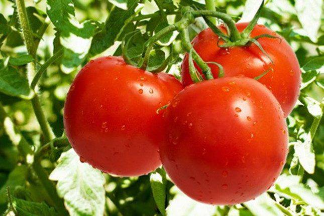 Chú ý khi dùng cà chua giảm cân