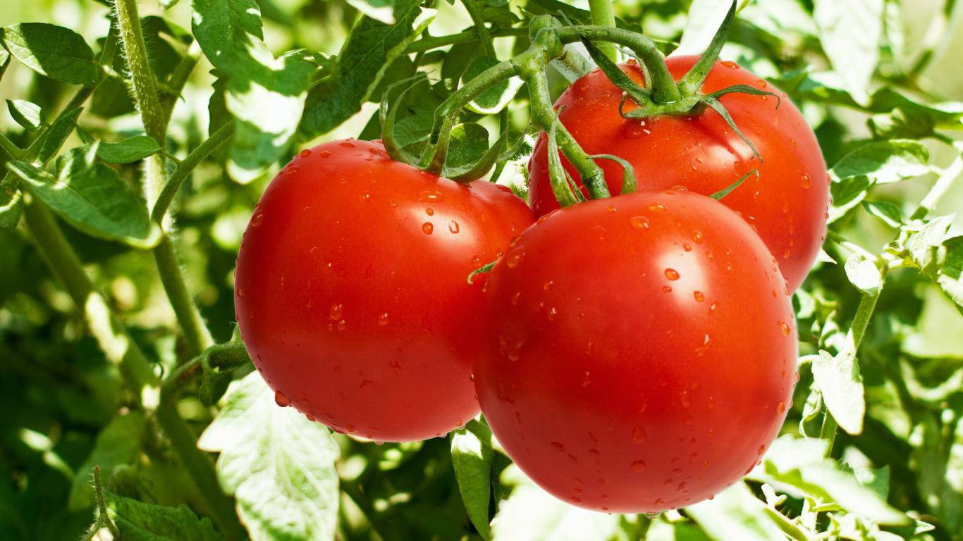 Những thực phẩm nên tránh nấu cùng với cà chua