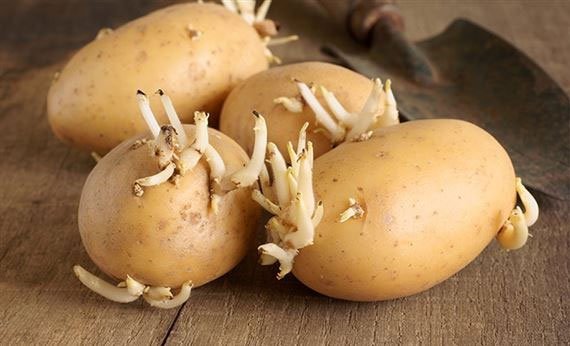 Khoai tây mọc mầm là thực phẩm có hại cho sức khỏe