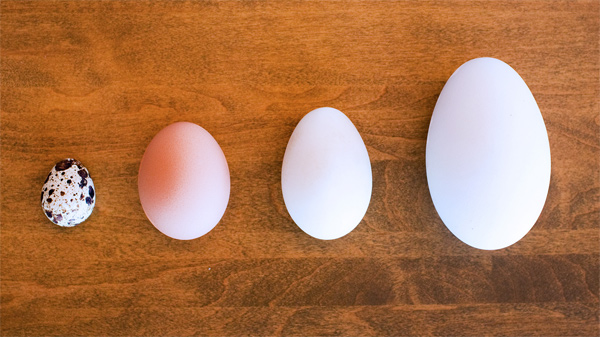 Vì sao trứng gà tốt cho thai nhi