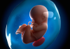 Các giai đoạn phát triển của thai nhi theo tuần