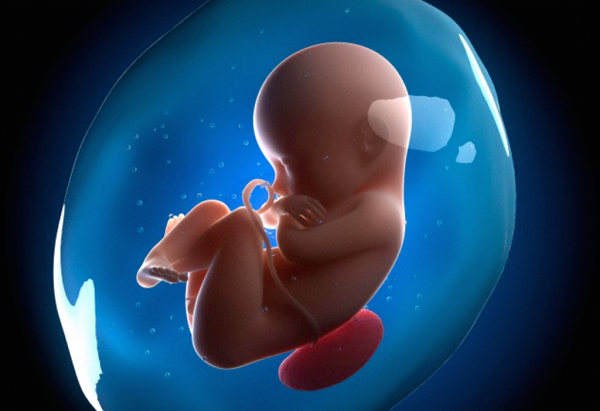Các giai đoạn phát triển của thai nhi theo tuần