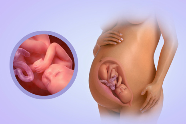 các giai đoạn phát triển của thai nhi theo tuần