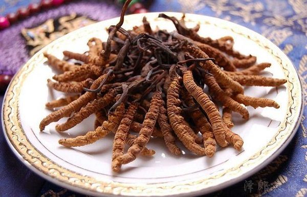 đông trùng hạ thảo
