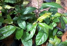 công dụng của cây thuốc xạ đen