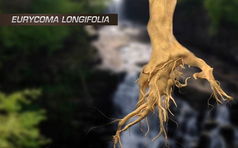 hình ảnh cây eurycoma longifolia