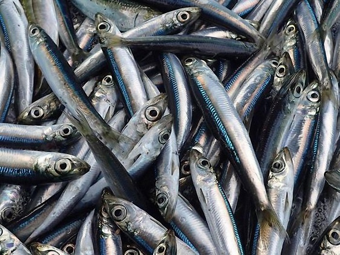 Giá trị dinh dưỡng trong cá cơm tươi đối với sức khỏe